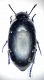 GREECE - Korinthos prov., Thermophilos env., VI. 2006, 5 mm..JPG