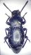 GREECE-Peloponissos, Kilini Mts., Trikala env., 2000m VI.2006, 9 mm.JPG