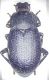 GREECE-Peloponissos, Kilini Mts., Trikala env., 2100m VI.2003, 11 mm.JPG
