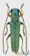 Phytoecia_caerulea_s.jpg