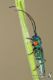 Phytoecia_caerulea_IMG_8631.JPG