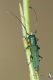 Phytoecia_caerulea_IMG_8632.JPG