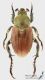 Chaetopteroplia_segetum_m_s.jpg