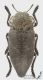 Capnodis_s.jpg