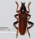 Pachyteria spinicollis Pascoe, 1866.JPG