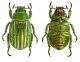 Chrysina (Plusiotis) gloriosa (USA).jpg
