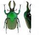 Narycius opalus maschio India.jpg