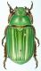 Chrysina_adelaida_Loberas_Sinalca_1900m_29-VII-1997_27mm.jpg