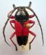 Cerambycinae Lissonotini Lissonotus corallinus Dupont, 1836.JPG