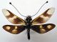 _f_3704Libelloides-macaronius-(Scopoli,1763)-IRAN---Elborz.jpg
