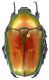 Potosia_cuprea_Maccarese_10-VI-1985_26mm.jpg
