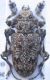 Aegomorphus planiusculus.JPG