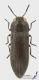 Acmaeodera_s.jpg