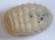 Larva Coleottero5.JPG
