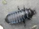 Larva syriacus syriacus.JPG