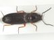 Cardiophorus3.JPG