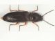 Cardiophorus5.JPG