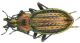 C. c. emarginatus (SLO-Kranj).JPG