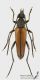 Stenurella_melanura_m_s.jpg