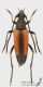 Stenurella_melanura_f_s.jpg