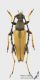 Stictoleptura_rubra_m_s.jpg