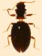 Latrididae2_Noce1b1_24-7-2007_2,5mm_Z-1388 Montage.jpg