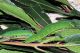 01 larva 1.jpg