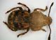 (Anthribide) Phaenotherion fasciculatum (Reitter 1891)4mm.JPG