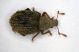 Brachysomus03 2.3mm.JPG
