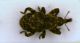 AcallesTipo2 (Kyklioacalles cf. solarii Fiori 1903) 6mm.JPG