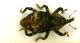 AcallesTipo1 (Accallocrates)5.6mmb.JPG