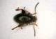 Alticino1 1.3mm.JPG