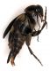 Mordellidae_Ciliegio1b1_24-07-2007.jpg