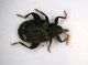 Curculio02 (Orchestes hortorum Fabricius 1792) 2.2mm.JPG