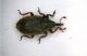 Curculio01 2.2mm.JPG