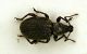 Curculio04 6.5mm.JPG