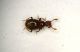 Pselafide1 1.1mm.JPG