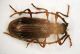 Ptinide 03 4.1mm.JPG