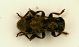 Parmena unifasciata 9mm.JPG