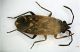 Heterottero 4mm.JPG