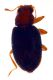Latriididae4_noce2B1_24II2007_2mm.jpg