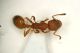 Formica 02 2,8mm.JPG