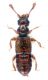 Pselaphinae_Maccarese_25-X-2010_1,4mm.jpg
