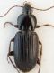 Pterostichus.jpg