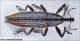 Lixus_sp.jpg