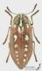 Neojulodis_picta_s.jpg