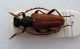 Stictoleptura-scutellata_ok.jpg