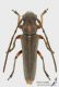 Phytoecia_pustulata_s.JPG