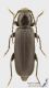 Tetropium_castaneum_s.JPG