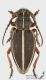 Pedestredorcadion_tauricum_f_s.jpg